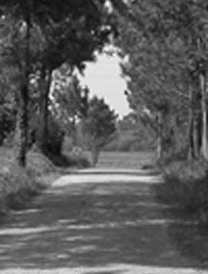 Imagen de escaleras hacia un bosque