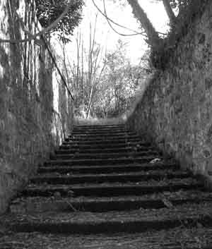 Imagen de escaleras hacia un bosque