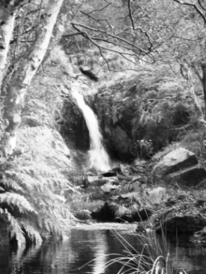 Imagen de una cascada en mitad de un bosque