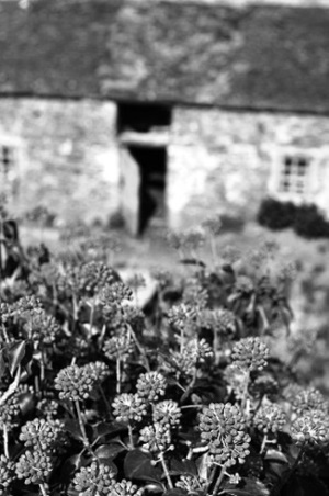 Imagen con vegetación en primer plano, y la entrada a una casa con aspecto antiguo
